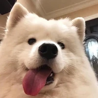 ม