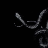 Black Viper