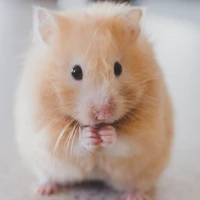 Potato (batata)