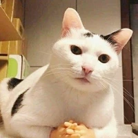 เเมว
