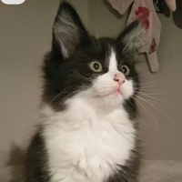 gato da yzumi