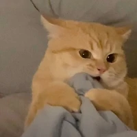 𝐏_𝐩𝐚𝐫𝐞🐶