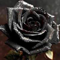 BLACK ROSE☠️