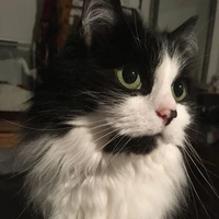 Whiskers(FL