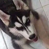 nilo