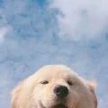 เเอด