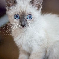 Gato