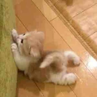 🐱