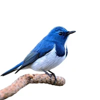Ave Azul