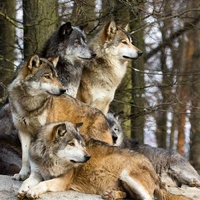 Lobos