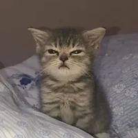 แอด