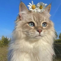 your cute author ☠️