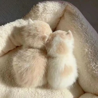 lovecat_1234