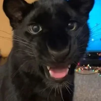 แผ่นดิน(สัตว์นอ.)