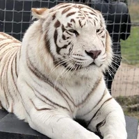 บอลลูน(สัตว์นอ.)