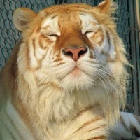 โมบาย(สัตว์นอ.)