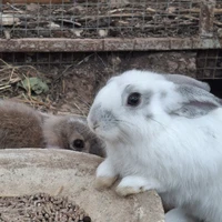 แอดเองจ้า