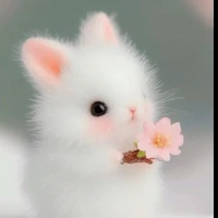 your authy 🐰