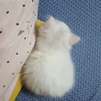 ℙ_𝕡𝕣𝕒𝕖🍐