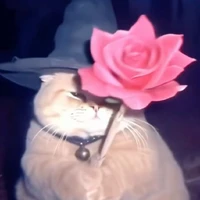 Whisker wizard