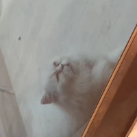 не знаю☆