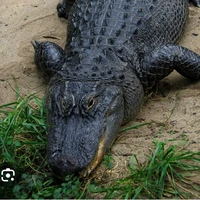 aligator