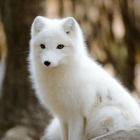 Y/N (Fox form)