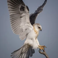 Y/N eagle ver.
