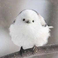 Y/n bird form