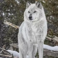 y/n wolf form
