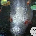 การาเชล