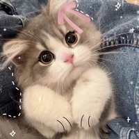 😸AUTHOR😸
