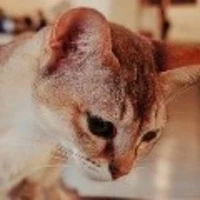 «jing en forma de gato»