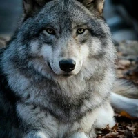 Adriano (Transformação de Lobo)