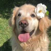 princesa 