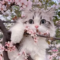 😚Cute Authy 😚