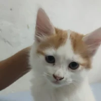 autora