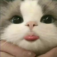 แอดเองง