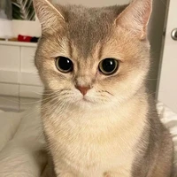 เเมว