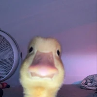 elang🦅