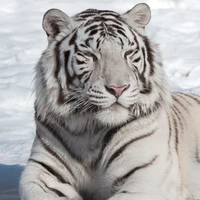 🥩ดาวิล{เสือขาว}{ธาตุน้ำแข็ง}🐯⚪