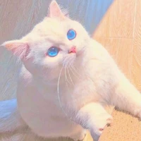 แมว
