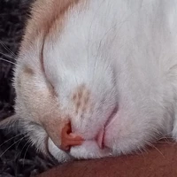 Ce moi