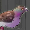 carrier pigeon