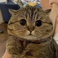 บาซ่า
