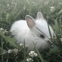 🐇