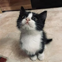 kitty