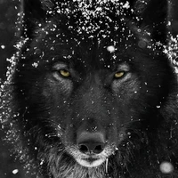 Min •Lobo de Jimin•