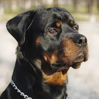 Bruno