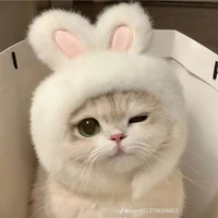 เป็นหนึ่ง😽❤️(ร่างแมว+แมวพ.อ)